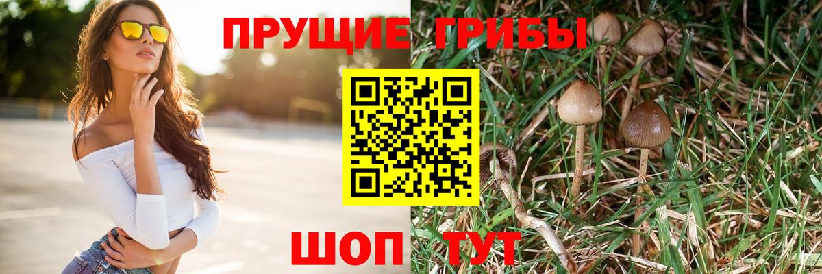 Псилоцибиновые грибы MAGIC MUSHROOMS  Вход с VPN  Тавда  Псилоцибиновые грибы GOLDEN TEACHER 